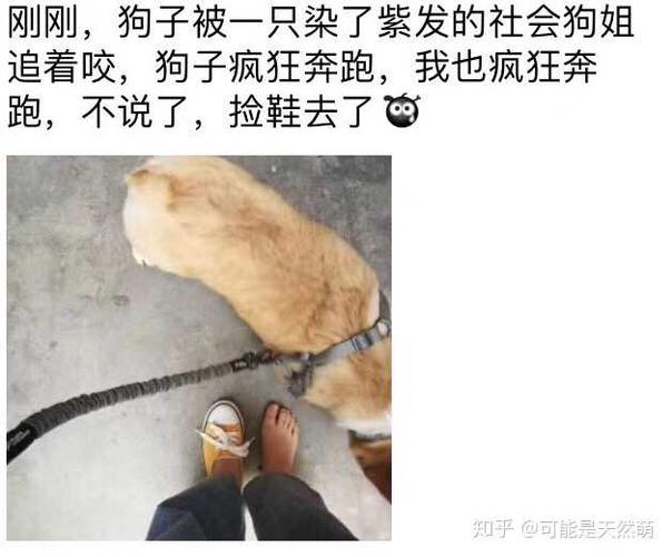 遛狗说说朋友圈