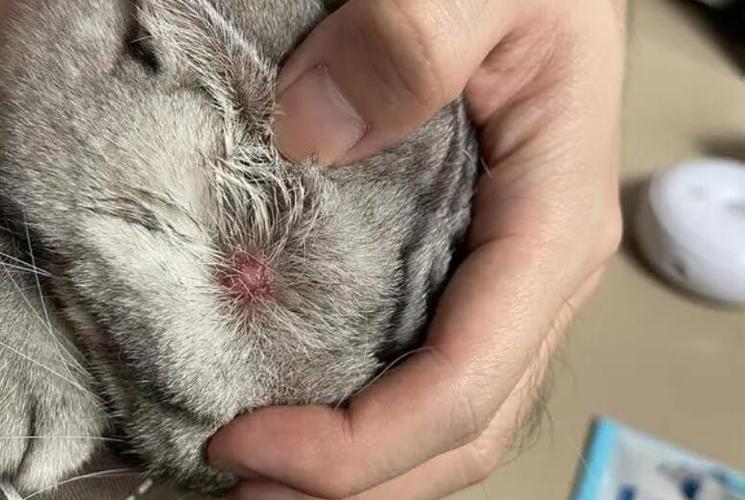 小猫咪脖子上有个突出的疙瘩游戏截图