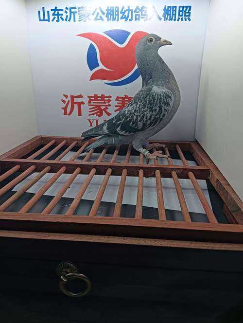 中国信鸽公棚各地公棚缩略图
