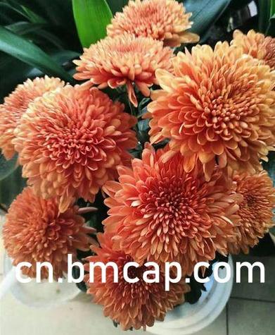 《叶玉晚来春》by斯芬克斯猫