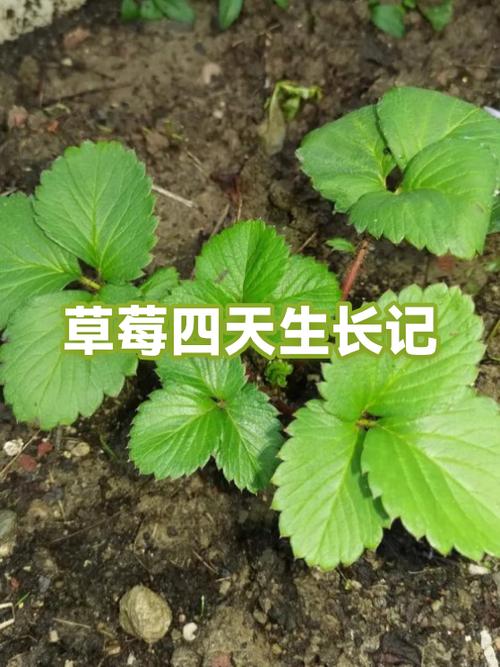 草莓在哪里生长