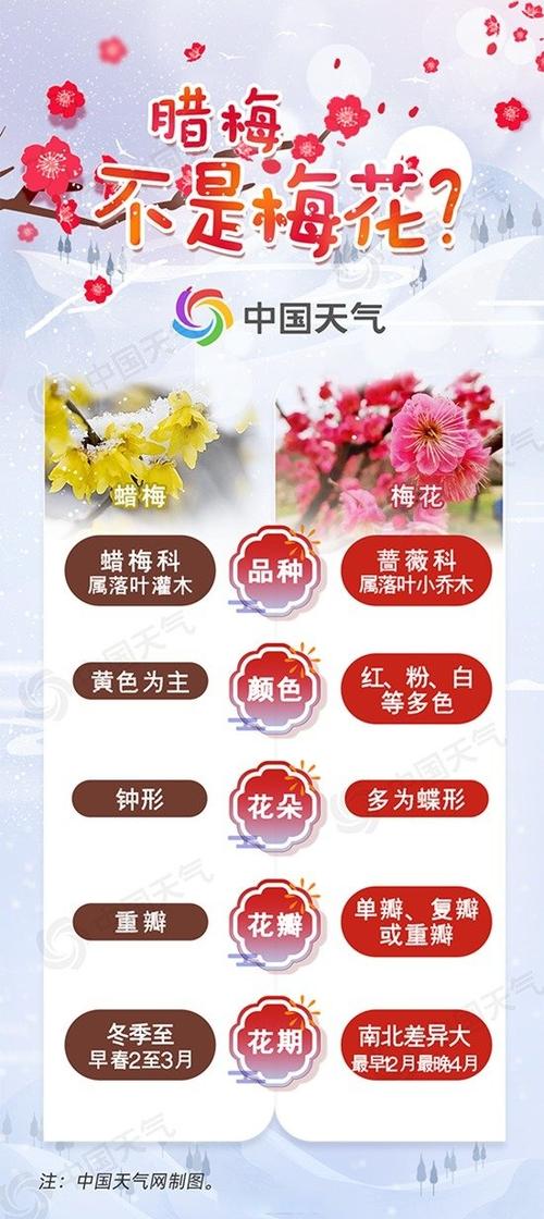 梅花与其他花的区别