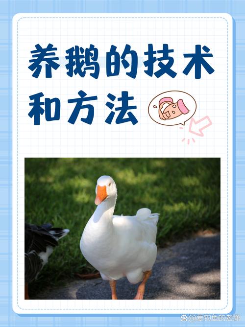 怎样养鹅技术视频