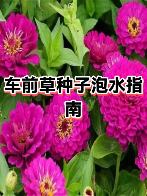 原神须弥草种子获取方法