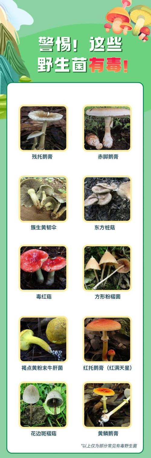 野蘑菇怎样识别有毒