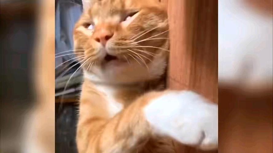 小猫咪搞笑视频笑得肚子疼全集
