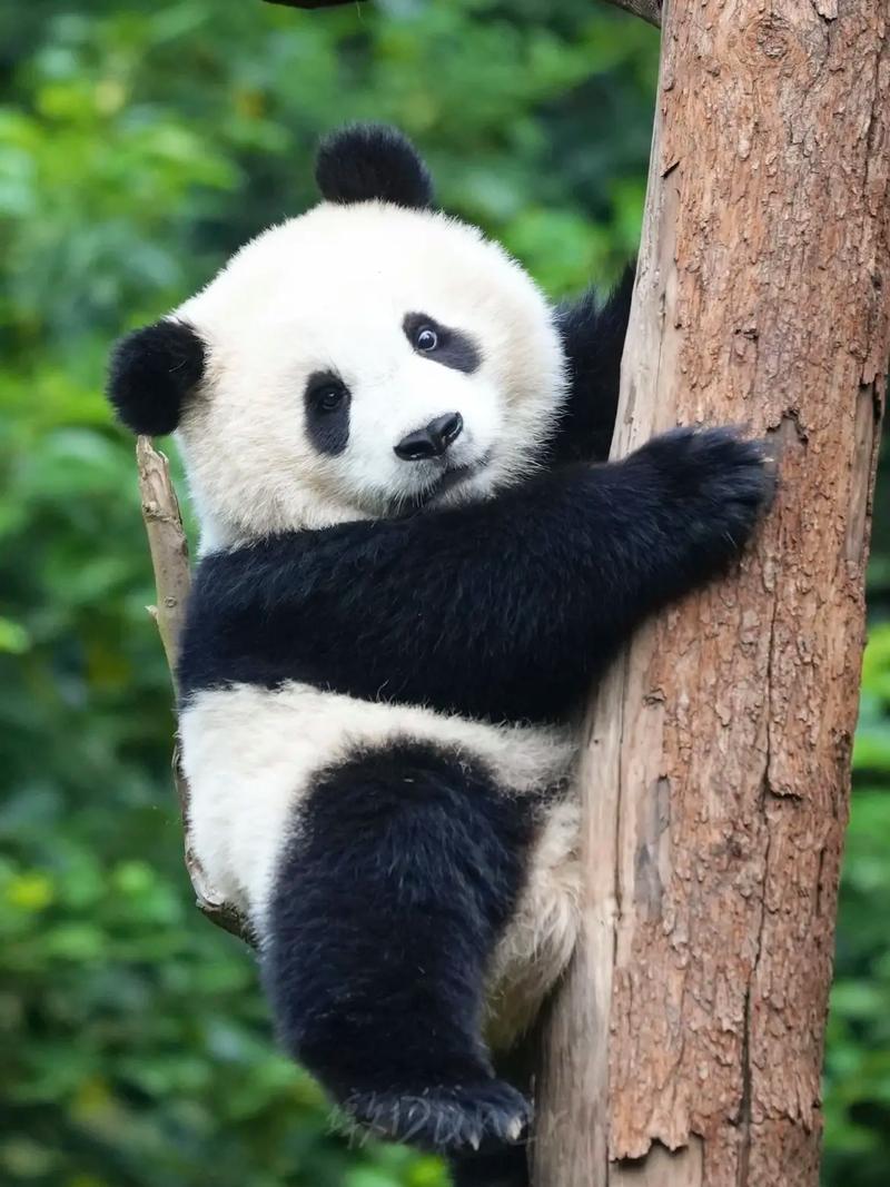 熊猫pandaAPP官网缩略图
