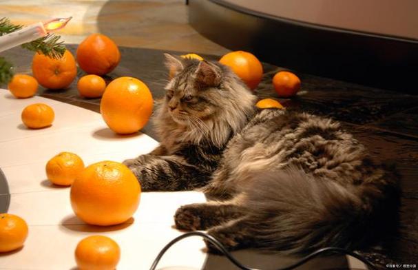 猫可不可以吃柚子缩略图
