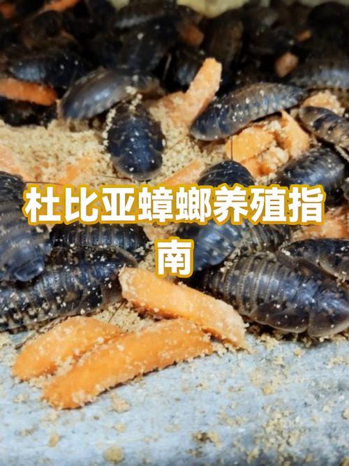 养殖蟑螂市场前景如何
