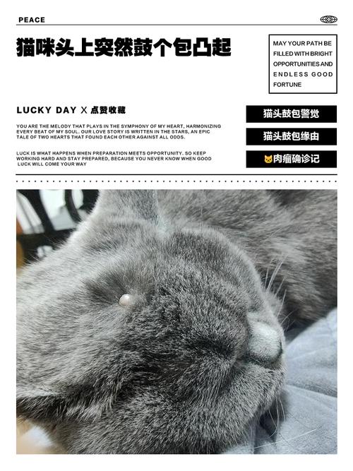 猫头部有一个硬坨缩略图