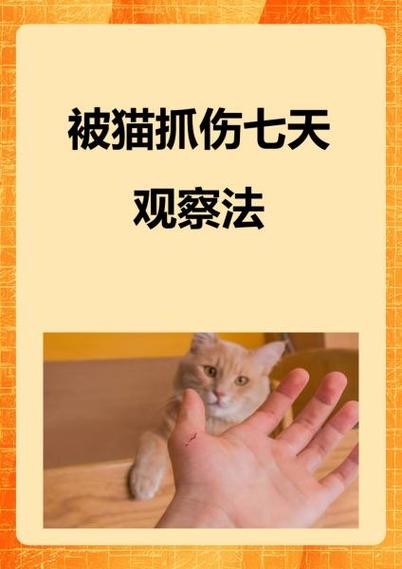 七天小说阅读全文猫猫缩略图