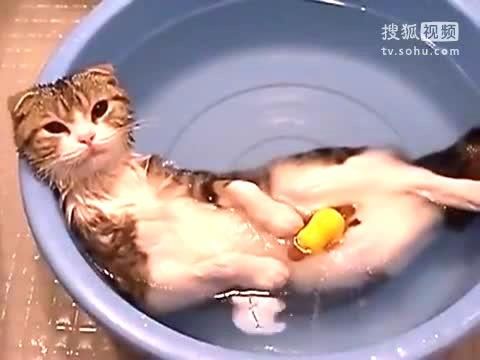 学猫叫妈妈洗澡视频大全