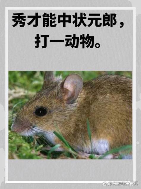 十鼠九贵什么意思缩略图