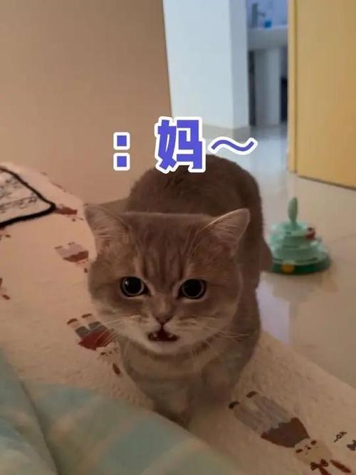 小猫叫妈妈缩略图