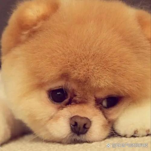 饲养宠物狗赚钱吗