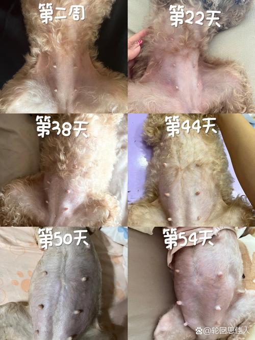 狗狗受孕日常by笔趣阁全文免费阅读