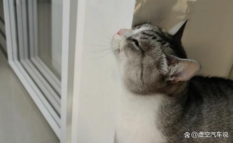 猫咪一直在墙边蹭头