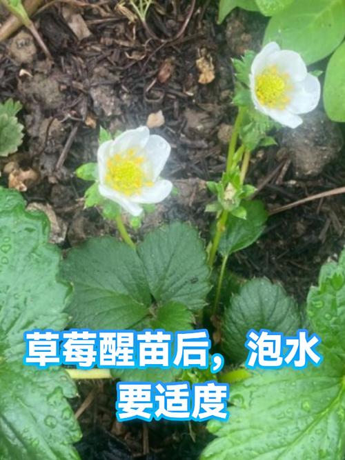 种草莓需要泡水吗