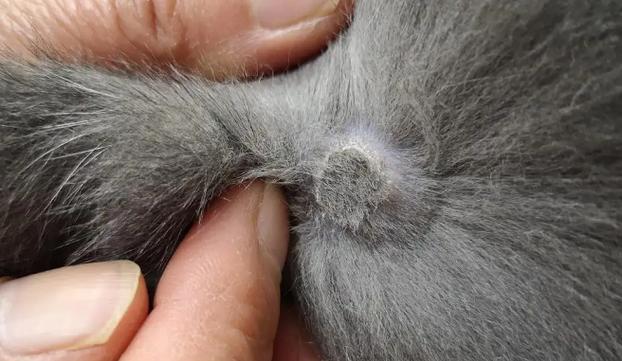 猫咪身上硬疙瘩有结痂游戏截图