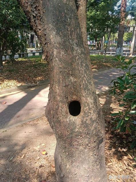 小树洞