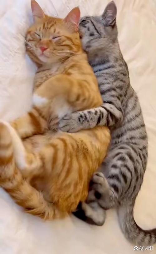 猫咪一直在蹭,一直在叫缩略图