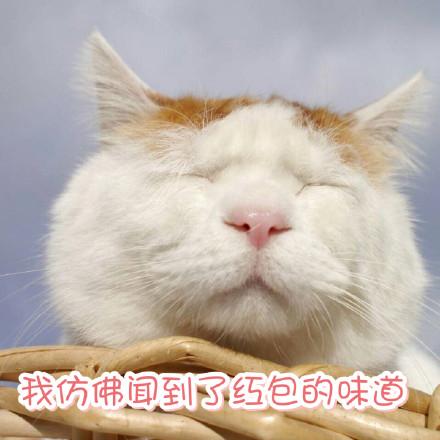 《治愈猫咪(红包版)》