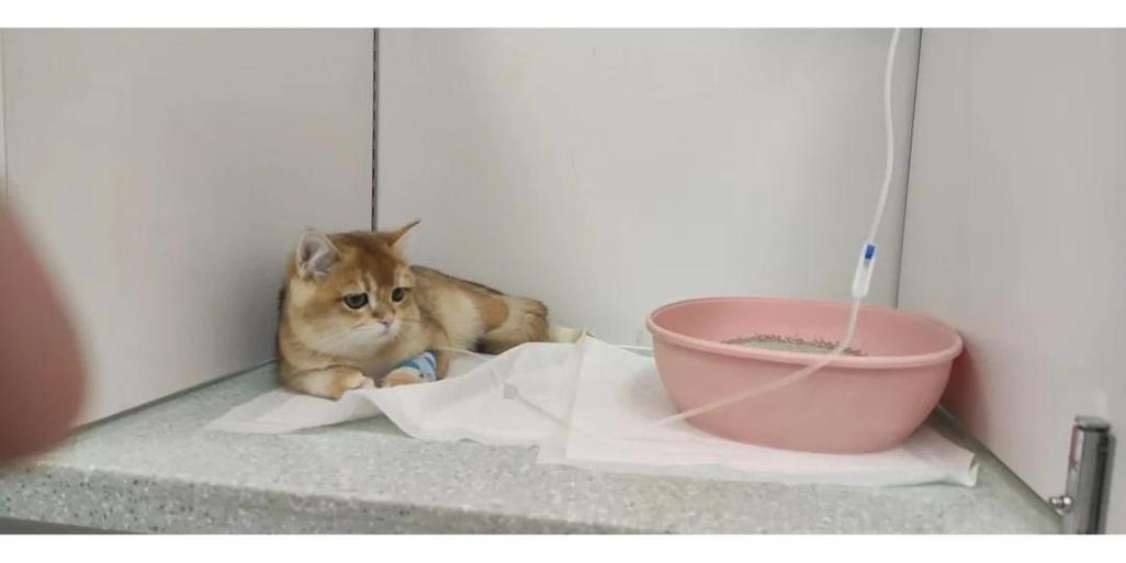 猫腿上有凸起的硬块游戏截图