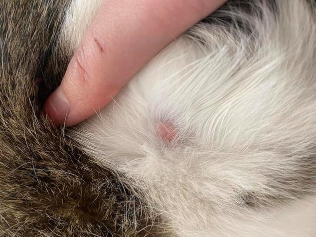 猫咪身上有凸起的硬疙瘩缩略图