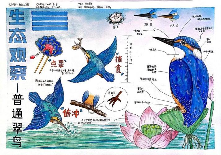 《翠鸟》阅读理解