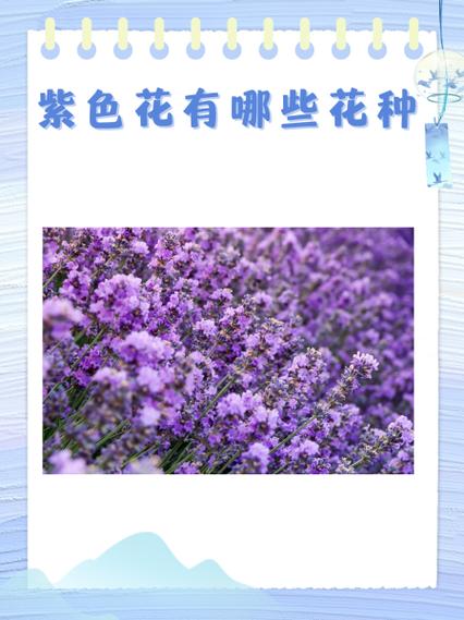 CliCli紫色版旧版