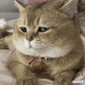 猫头硬不硬