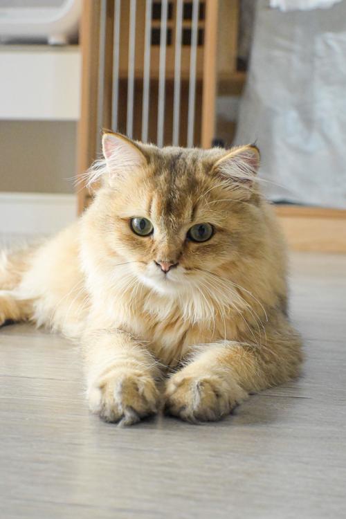 猫咪官方官网app下载