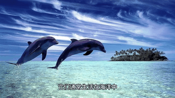 海豚配音游戏截图