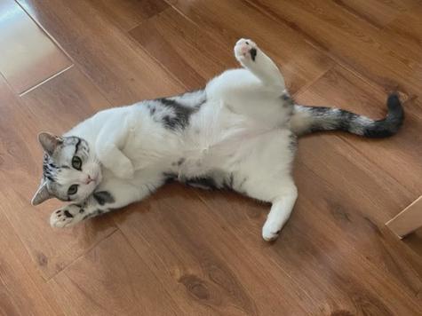 猫翻身打滚是什么意思