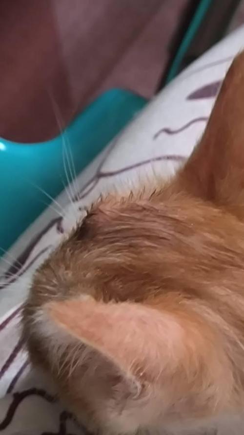 猫咪头顶皮下有个硬疙瘩游戏截图