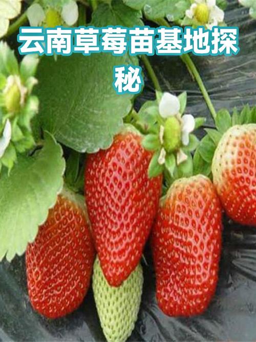 云南百安草莓基地在哪里缩略图