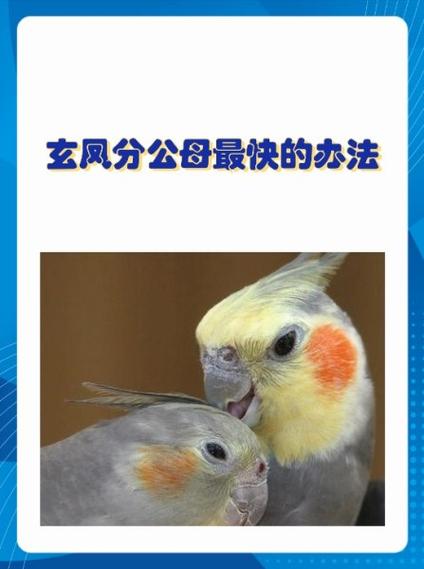玄凤鹦鹉的繁殖方法