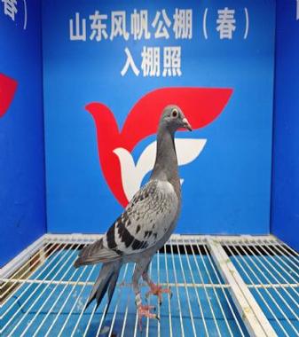 青岛文盛信鸽春棚(东营)游戏截图