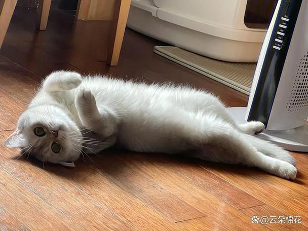 猫咪为什么在你面前翻滚缩略图