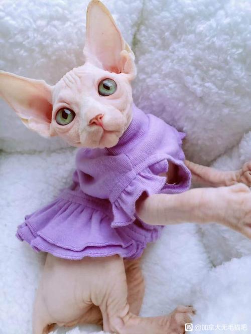 斯芬克斯猫作品集