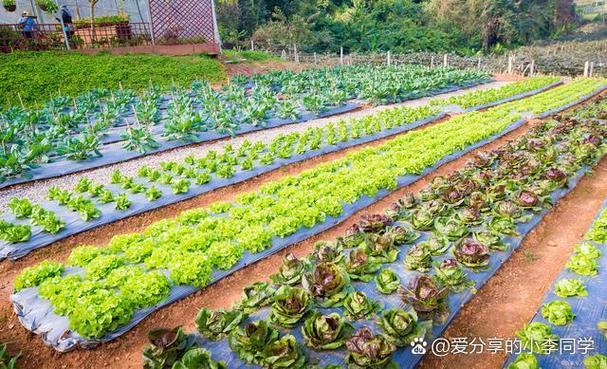 我的农场种菜赚钱