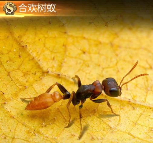 小小蚁国橙色蚁排行榜