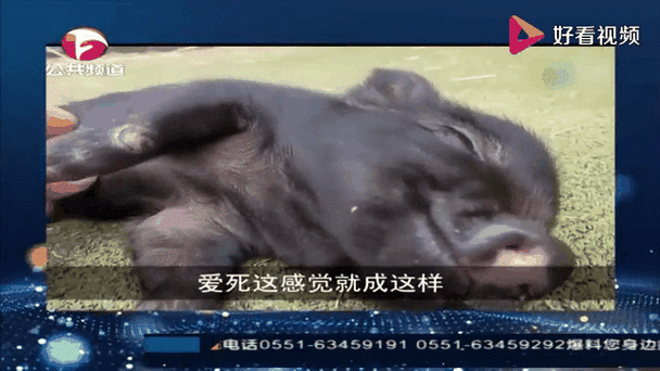 搞笑短视频1分钟内缩略图