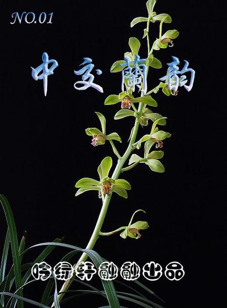 兰花中交网手机版