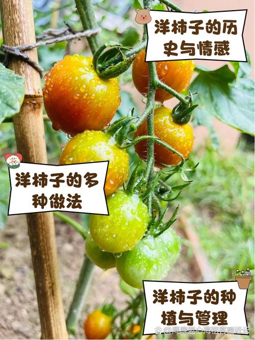 洋柿子最火三本书缩略图
