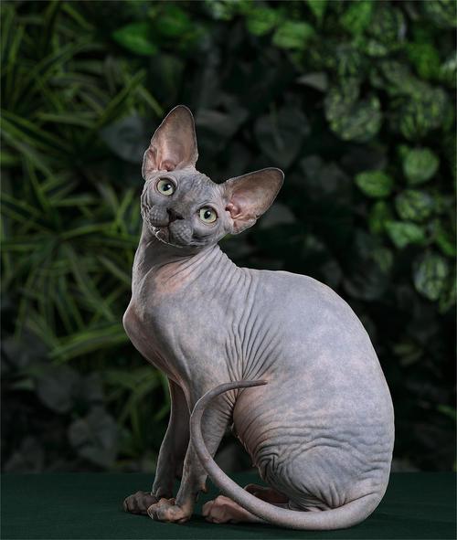 莲花梦迟(斯芬克斯猫)游戏截图