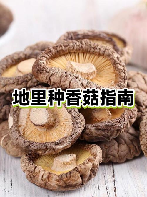 现在种香菇还挣钱吗