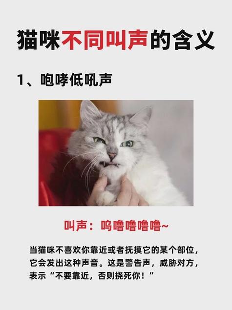 猫在猫笼一直叫怎么办