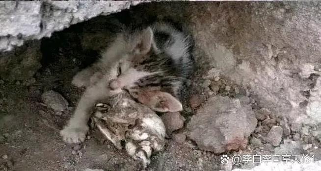 小猫死了猫妈妈知道吗