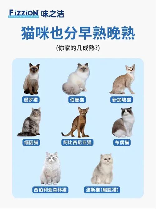 猫咪成长记分红猫